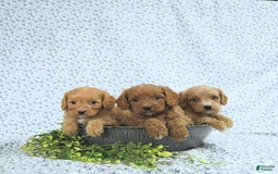 Cavapoo dogs for sale: Romeo - Image 9