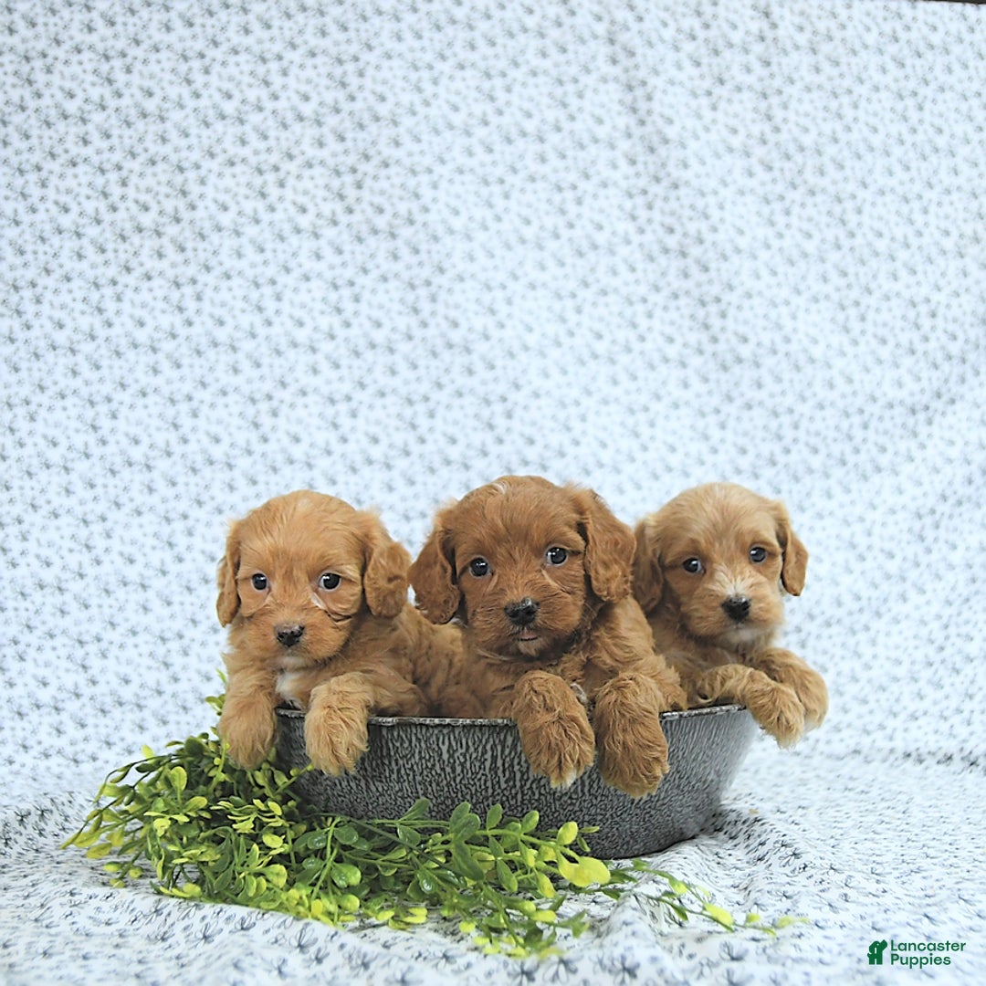 Cavapoo dogs for sale: Romeo - Image 9
