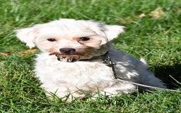 Maltese dogs for sale: Arianna - Image 9