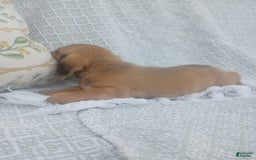 Miniature Dachshund dogs for sale: Barley - Image 1