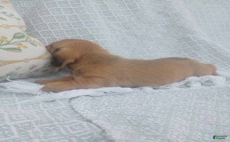 Miniature Dachshund dogs for sale - Ad 2