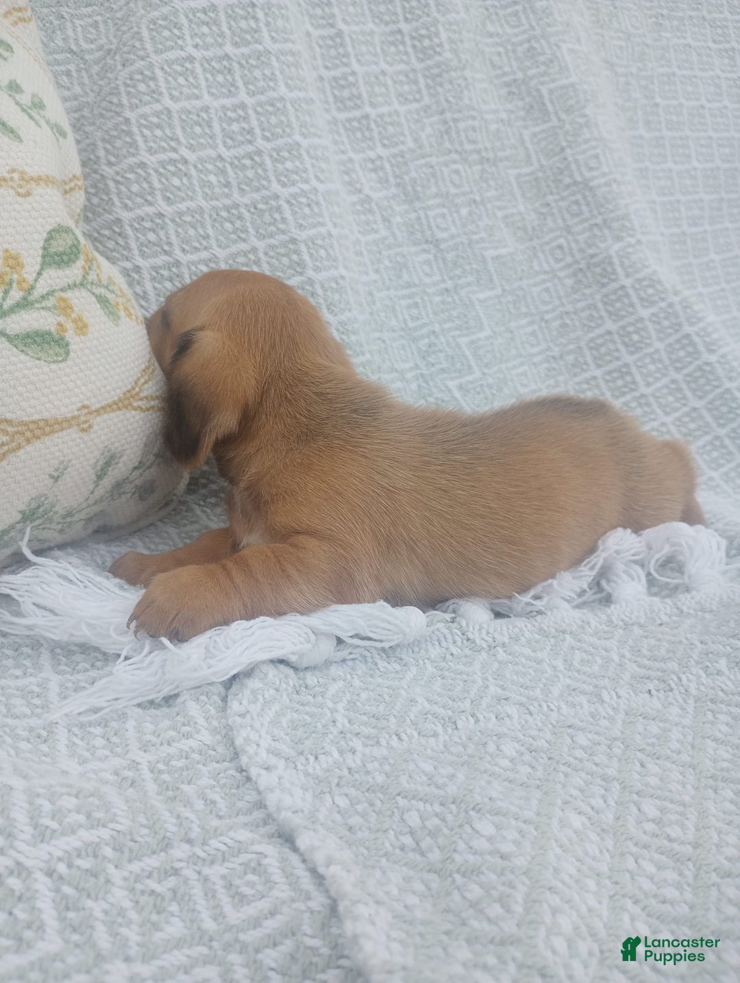 Miniature Dachshund dogs for sale: Barley - Image 1