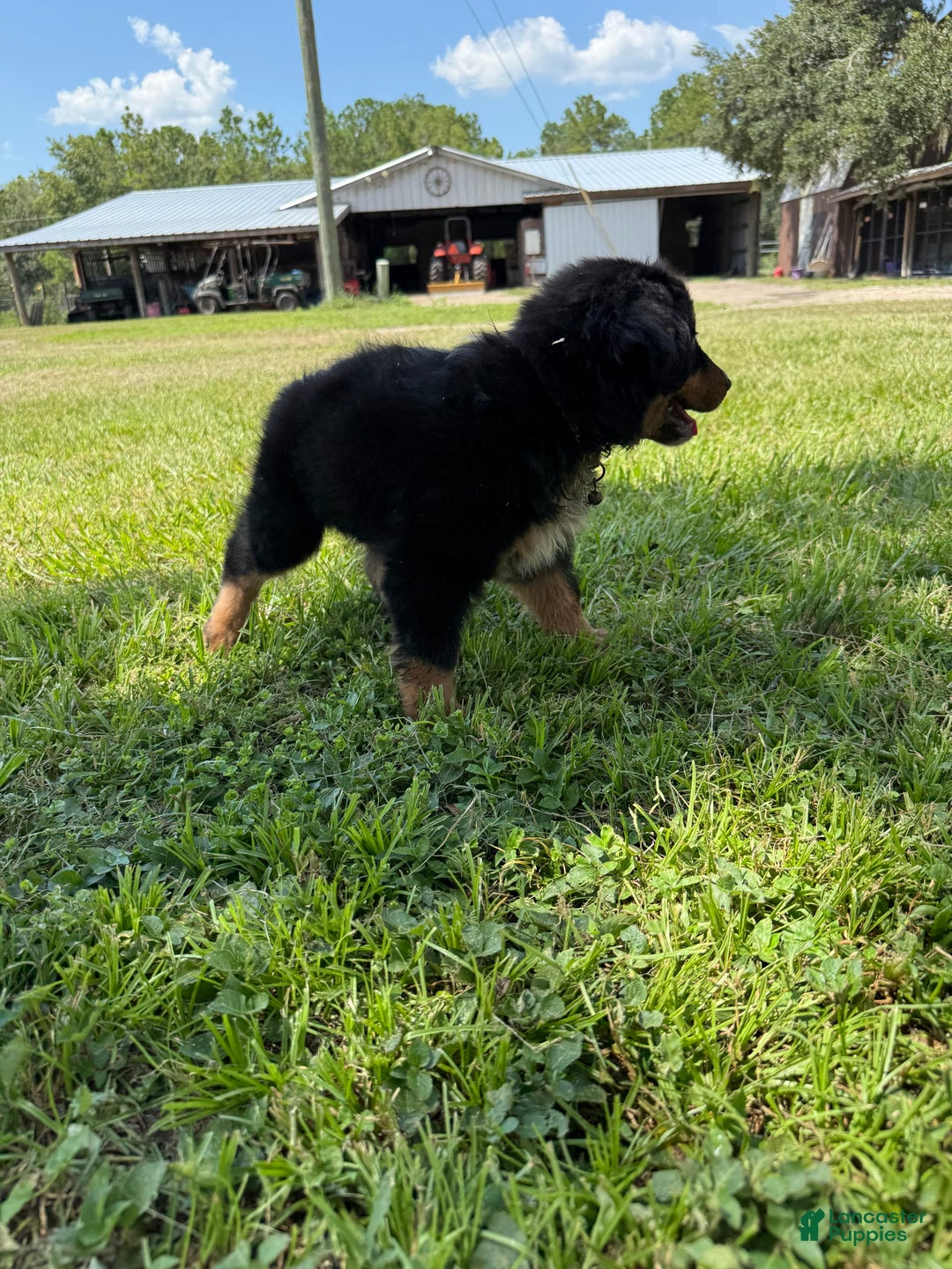 Miniature Australian Shepherd dogs for sale: F-Brown - Image 4