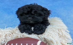 Shihpoo dogs for sale: Kia - Image 1