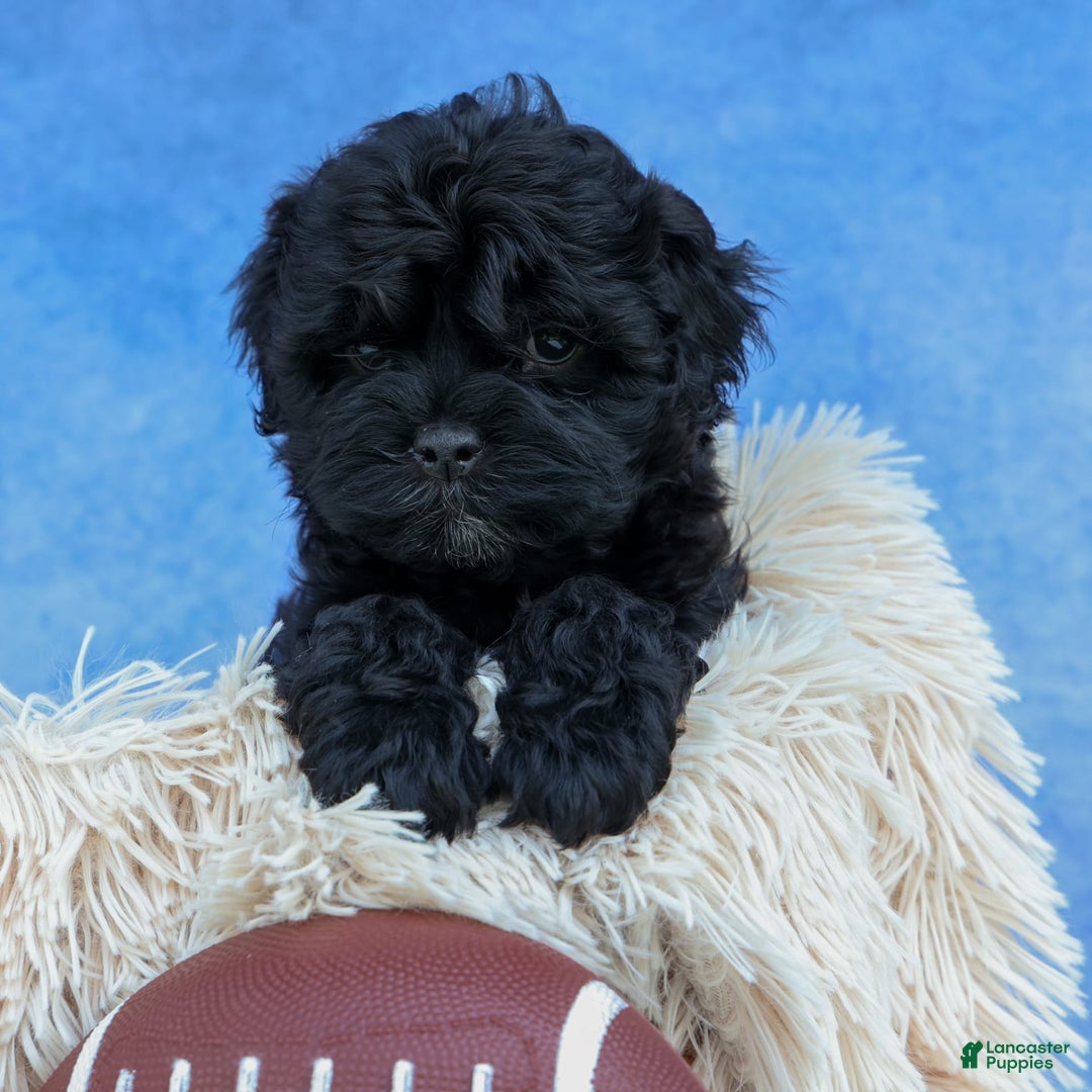 Shihpoo dogs for sale: Kia - Image 1