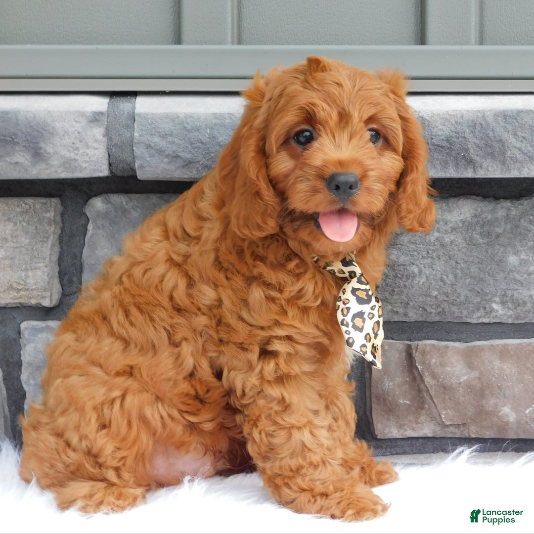 Cavapoo dogs for sale: Theo - Image 6