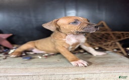 American Bully dogs for sale: Karma - Image 9