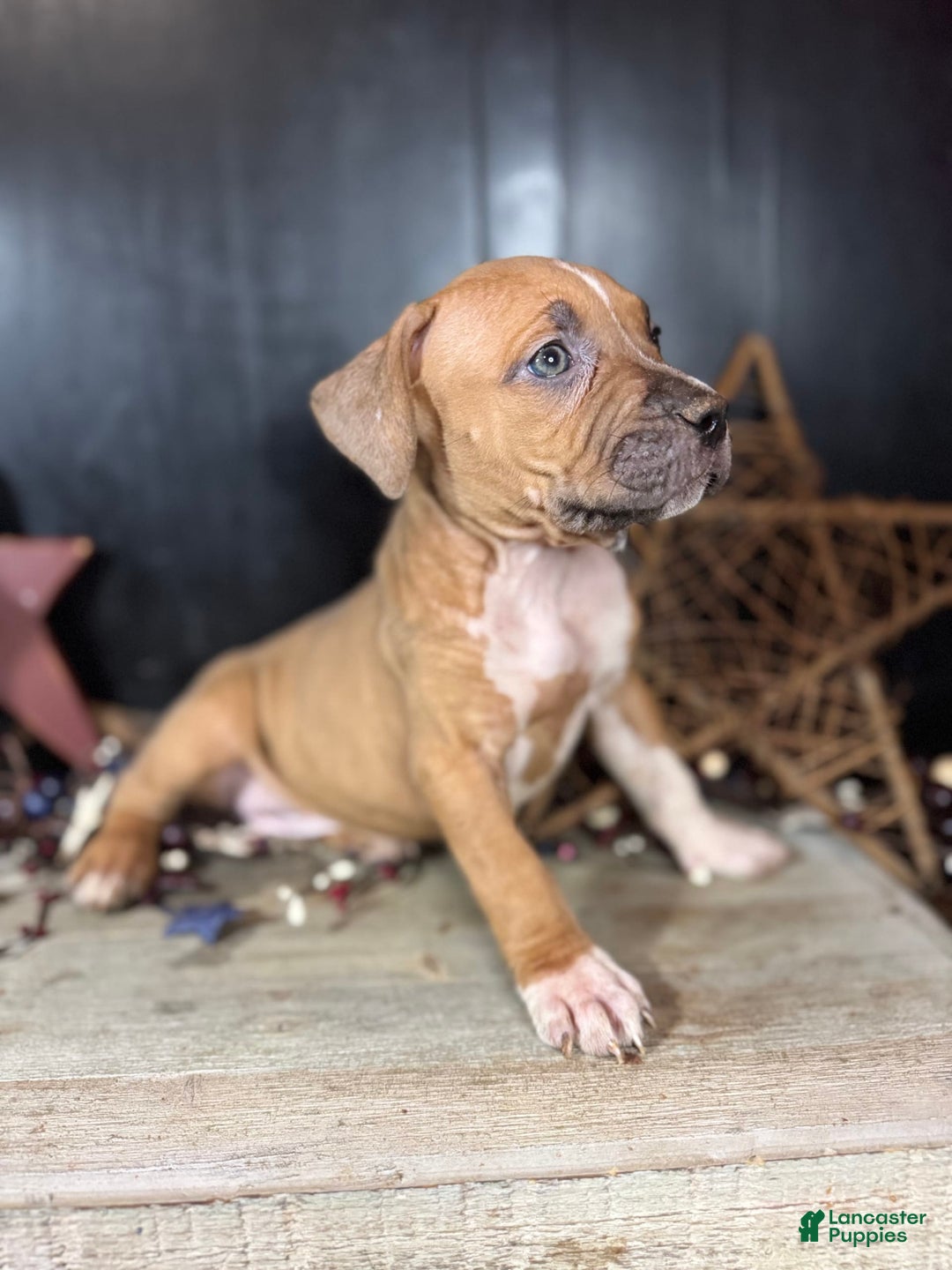 American Bully dogs for sale: Karma - Image 9