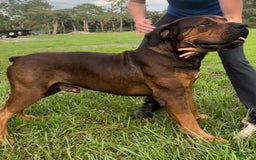 South African Boerboels dogs for sale: Shannon - Image 9