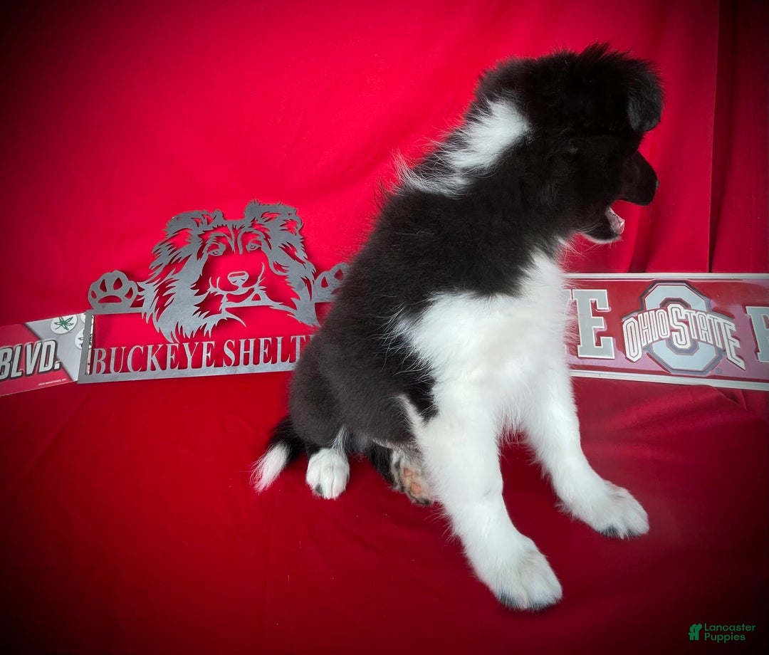 Shetland Sheepdog dogs for sale: Bi-black 1 - Image 3