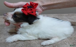 Yorkshire Terrier dogs for sale: Bambi - Image 17
