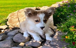 Welsh Corgi Pembroke dogs for sale: Tink Fluffy - Image 6