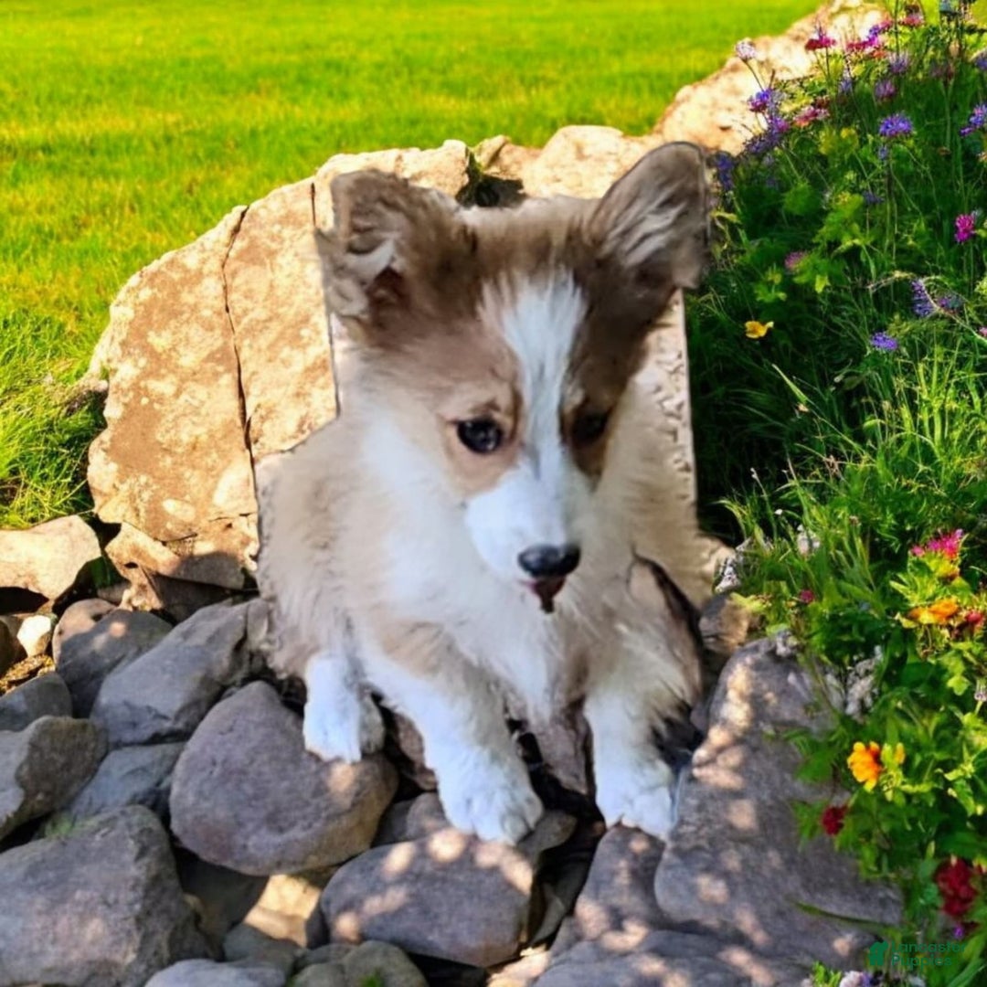Welsh Corgi Pembroke dogs for sale: Tink Fluffy - Image 6