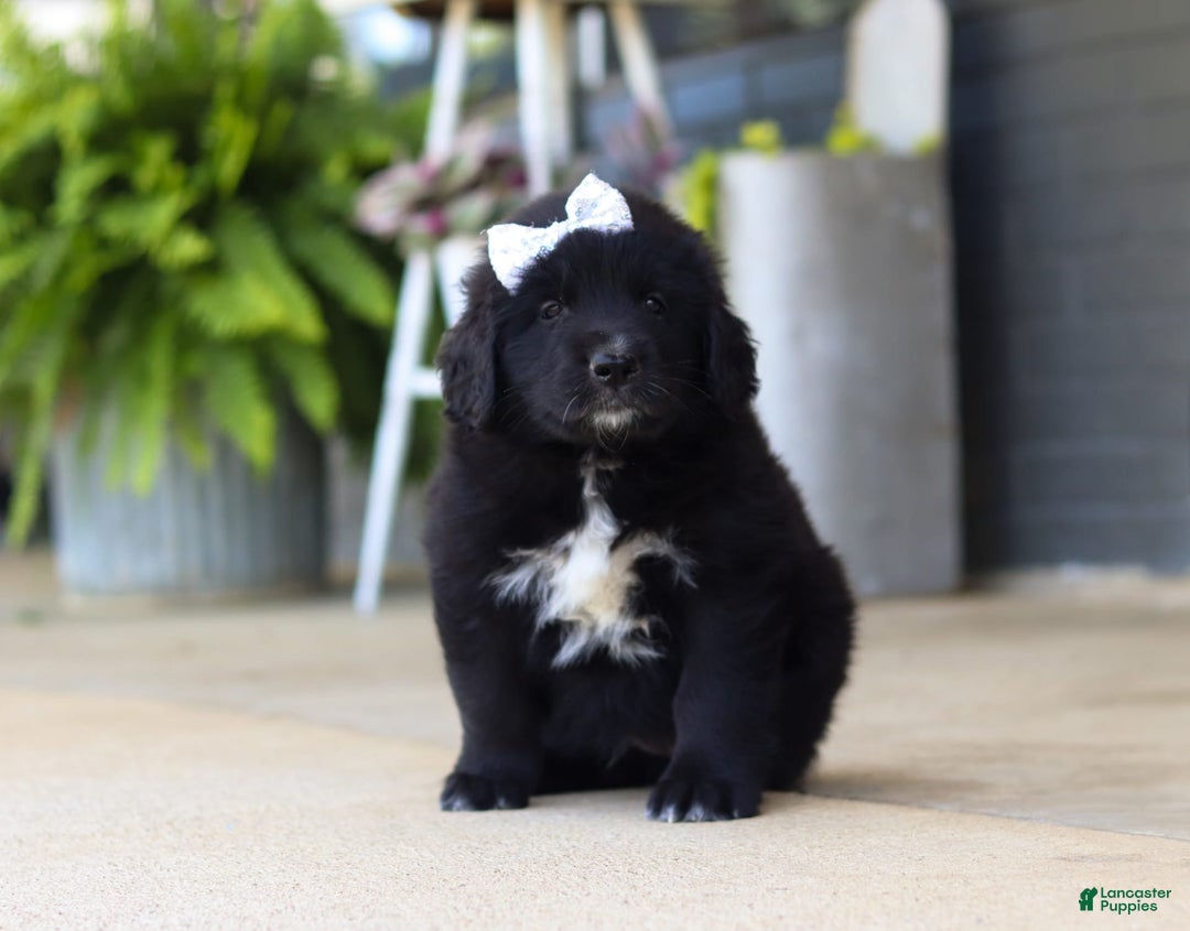 Newfoundland dogs for sale: Sasha - Image 4