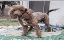 Aussiedoodle dogs for sale: Gutchie - Image 4