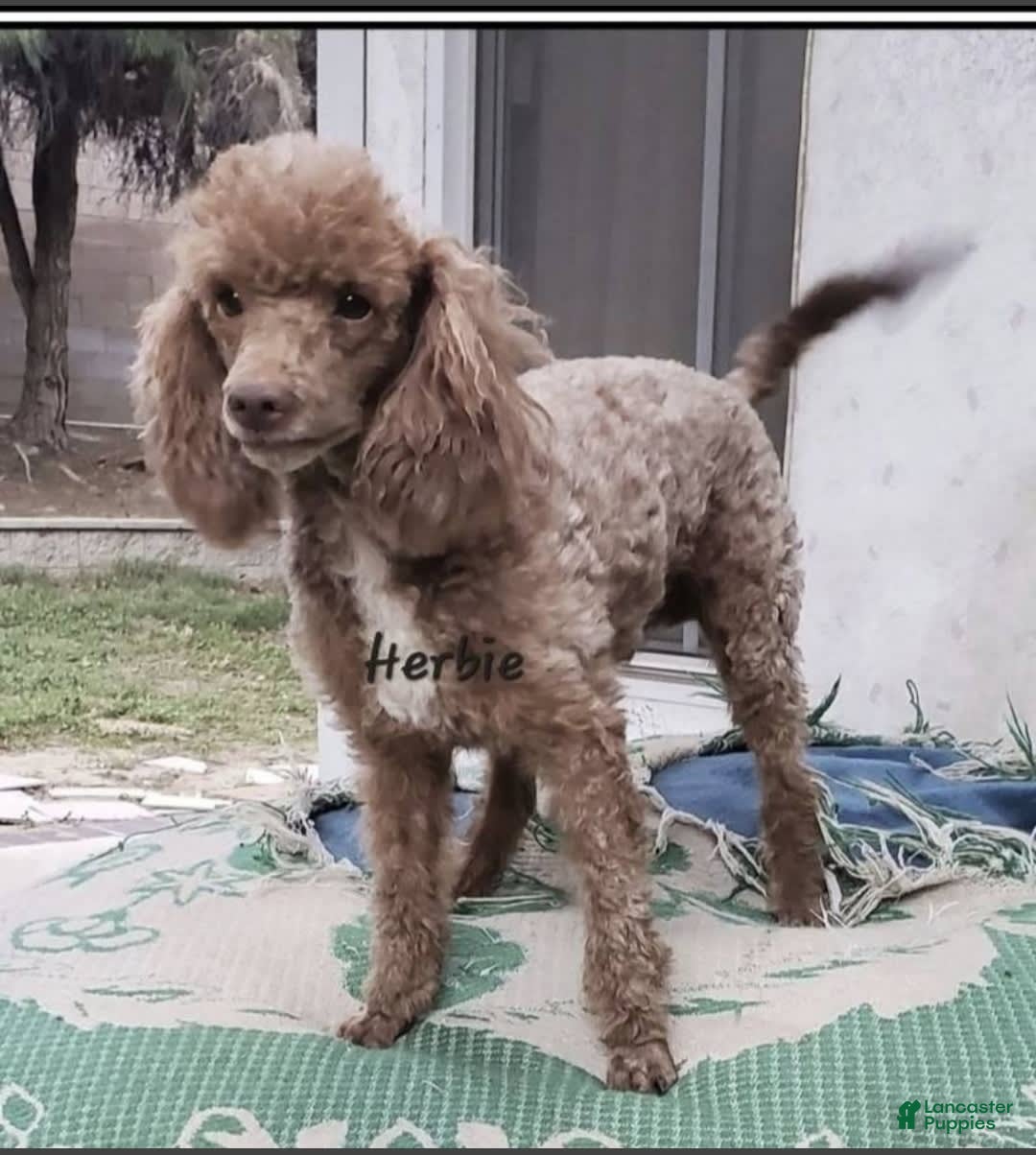 Aussiedoodle dogs for sale: Gutchie - Image 4