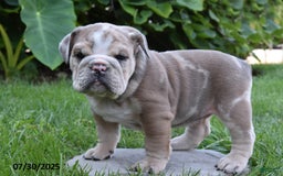 Olde English Bulldogge dogs for sale: Maxie - Image 3