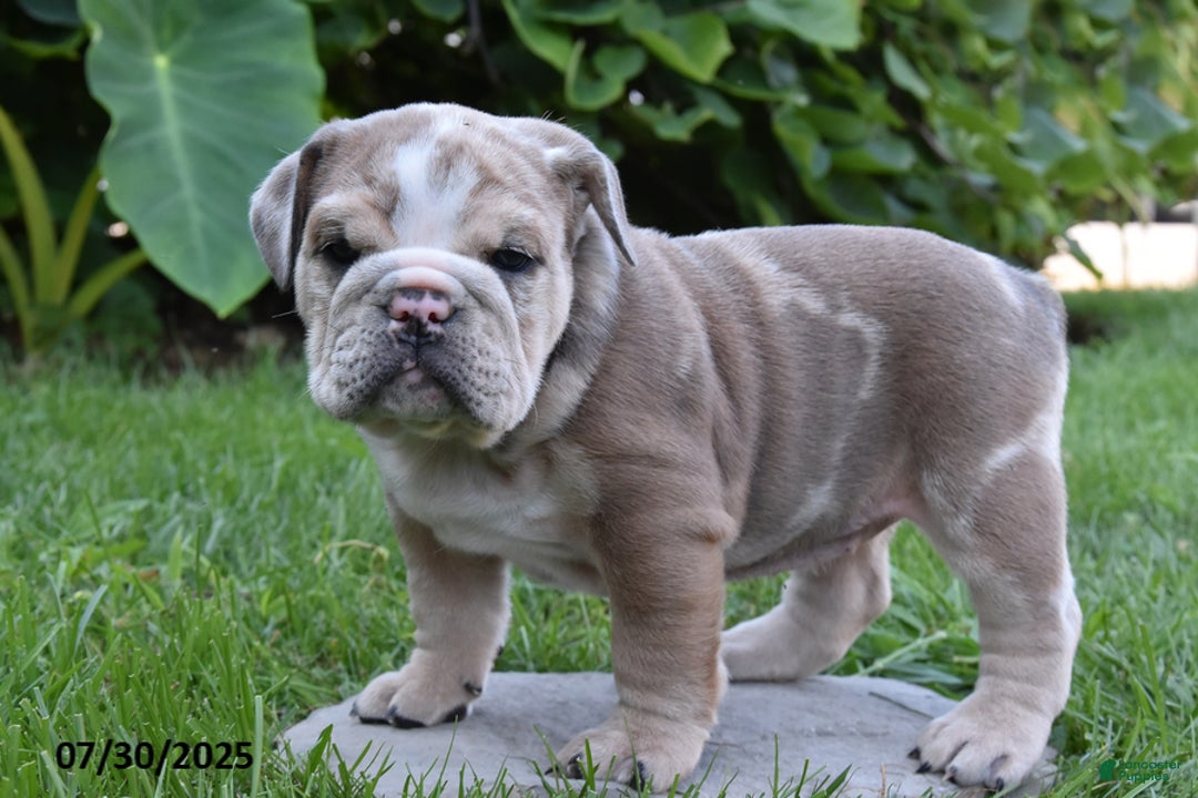Olde English Bulldogge dogs for sale: Maxie - Image 3