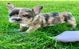 French Bulldog dogs for sale: Cooper - Image 4