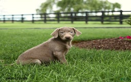 Labrador Retriever dogs for sale: Phoenix - Image 4
