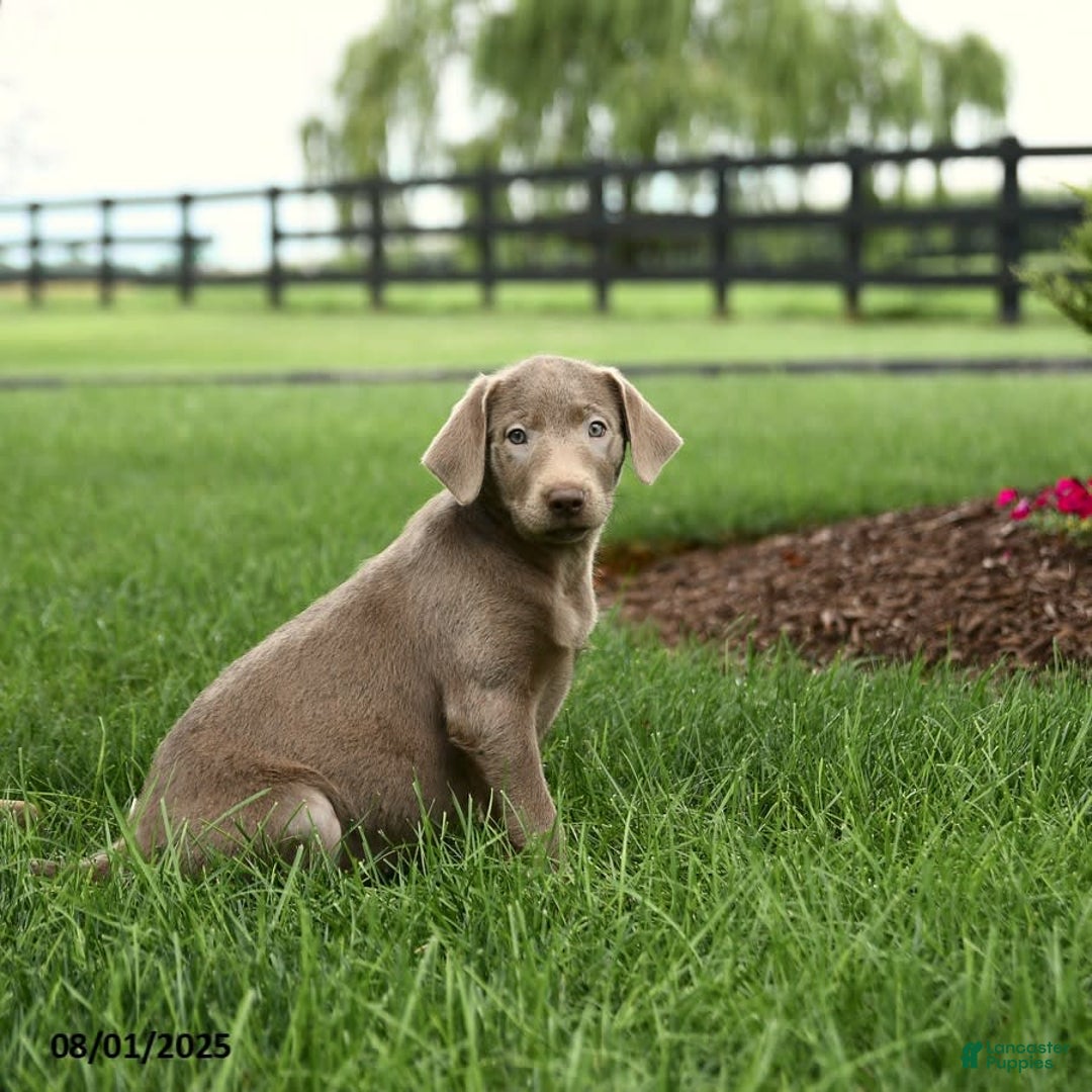 Labrador Retriever dogs for sale: Phoenix - Image 4