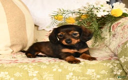 Miniature Dachshund dogs for sale: Ruby - Image 9