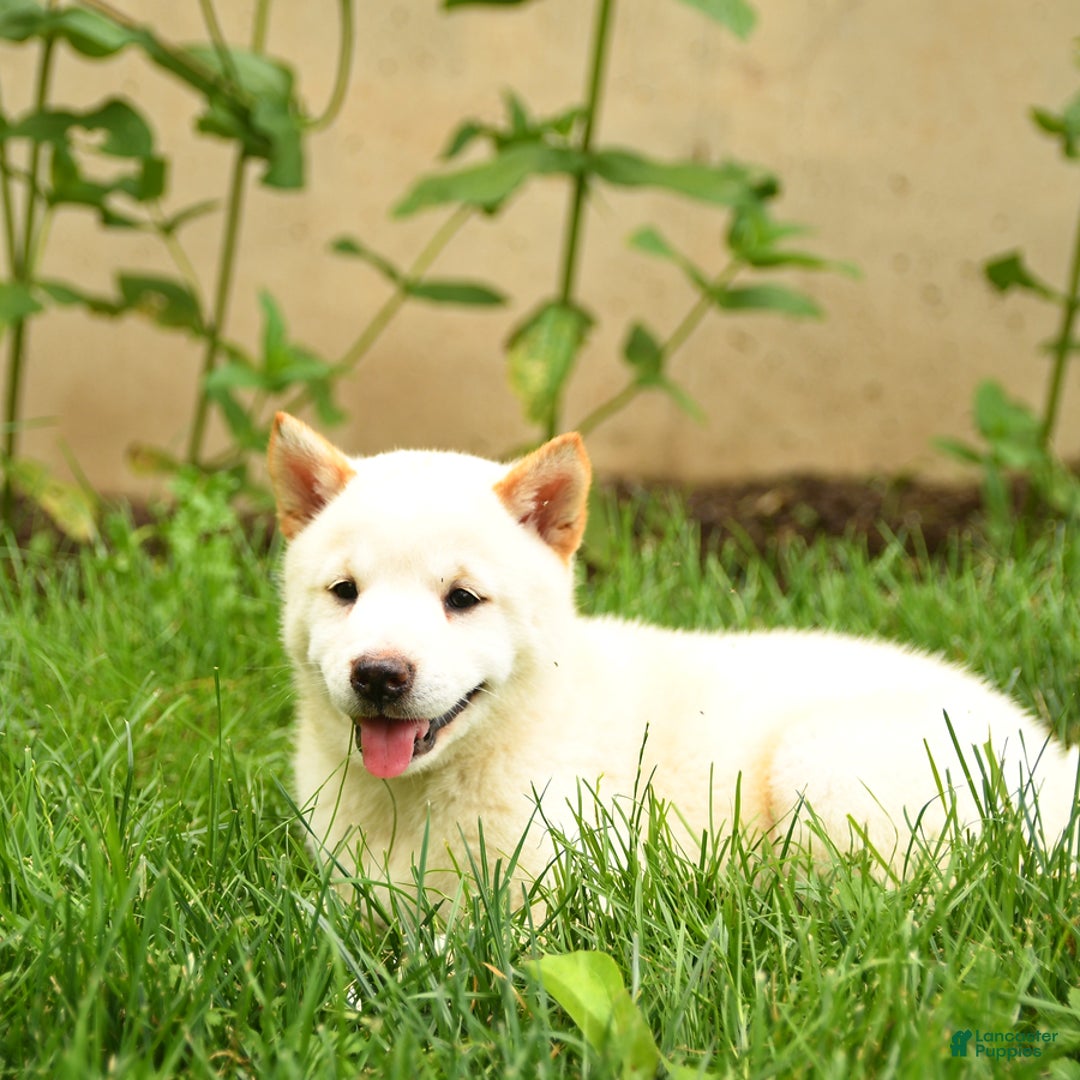 Shiba Inu dogs for sale: Petunia - Image 5
