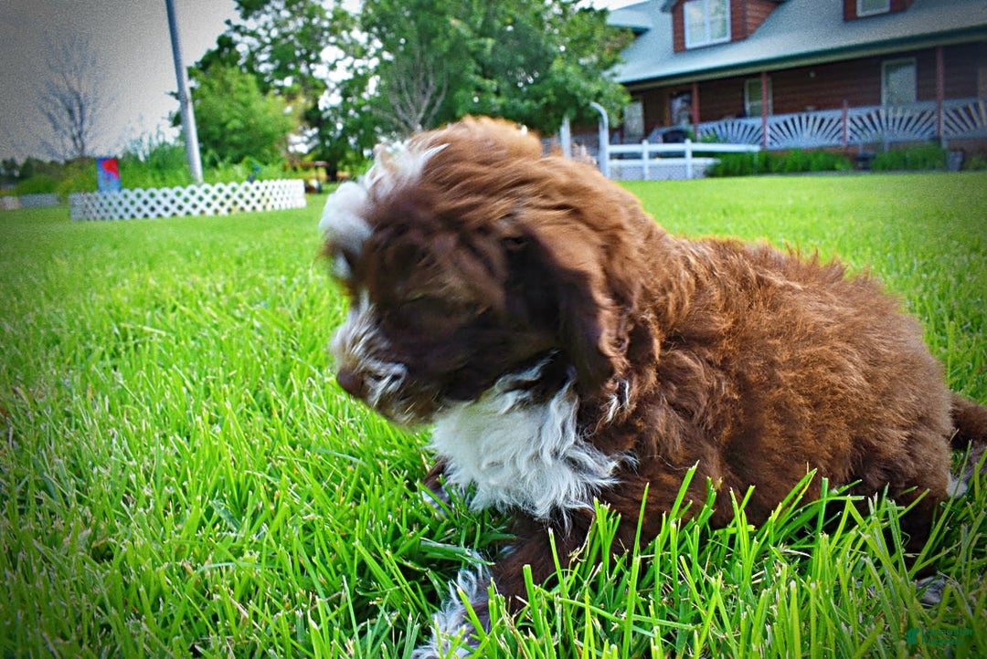 Havapoo dogs for sale: Valor - Image 23