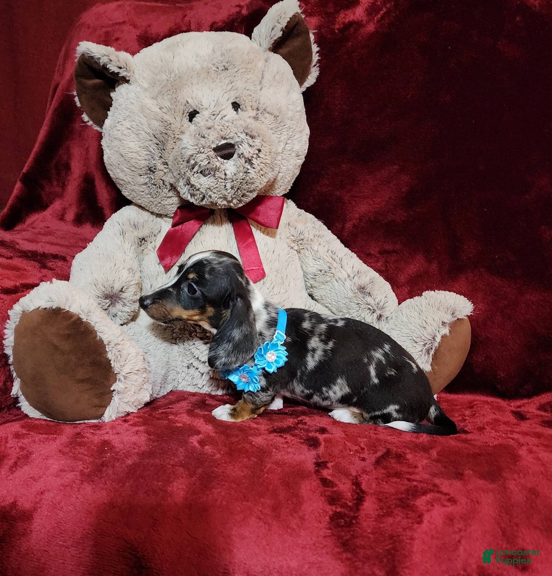 Miniature Dachshund dogs for sale: REMY - Image 6