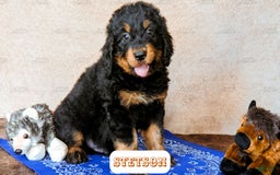 Bernedoodle dogs for sale: Stetson - Image 11