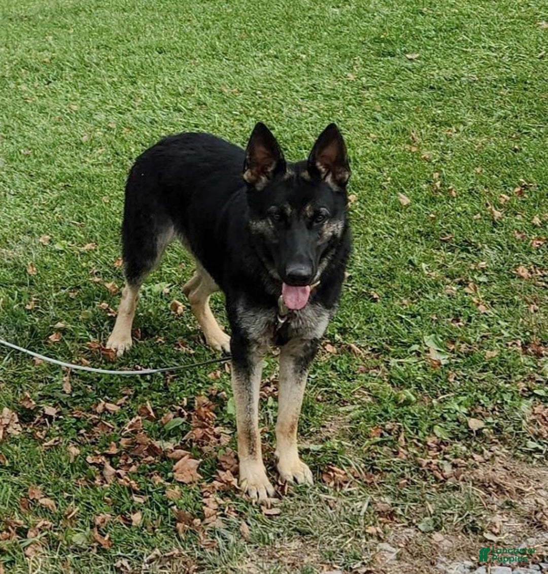 Gerberian Shepsky dogs for sale: Mateo - Image 6