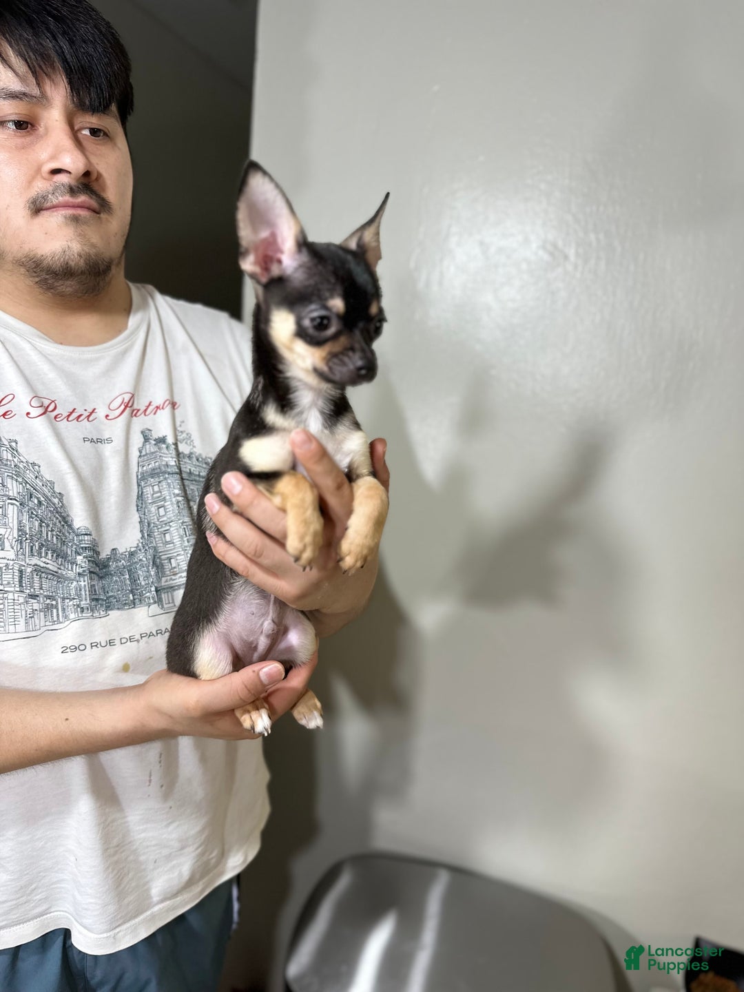 Chihuahua dogs for sale: max - Image 2