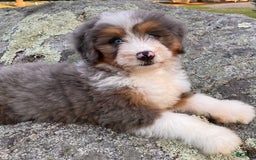 Mini Bernedoodle dogs for sale: 💗 In Boston Massachusetts 💗 Two Blue Eyes 💗 Mini Bernedoodle 💗 - Image 2