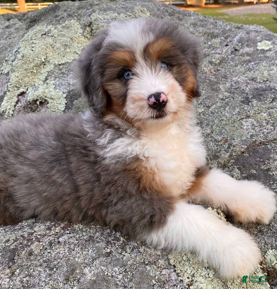 Mini Bernedoodle dogs for sale: 💗 In Boston Massachusetts 💗 Two Blue Eyes 💗 Mini Bernedoodle 💗 - Image 2