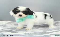 Cavapoo dogs for sale: Sawyer - Image 3