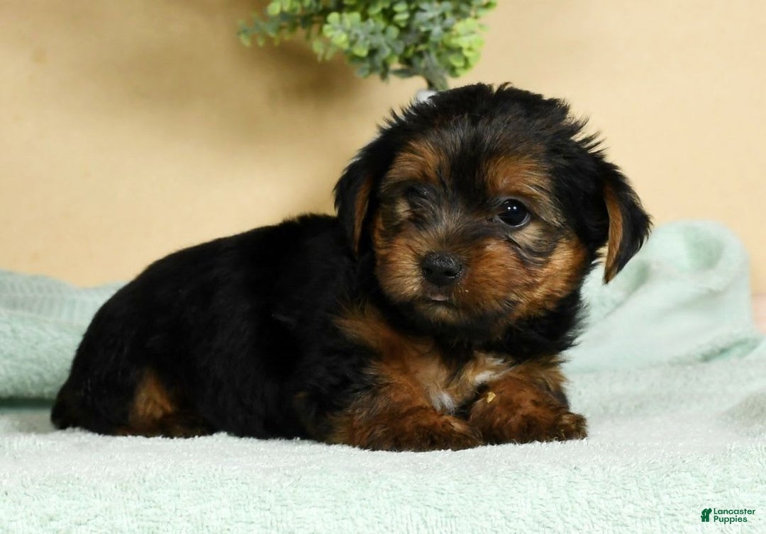 Yorkshire Terrier dogs for sale: Liam - Image 5