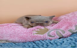 French Bulldog dogs for sale: Denise - Image 5