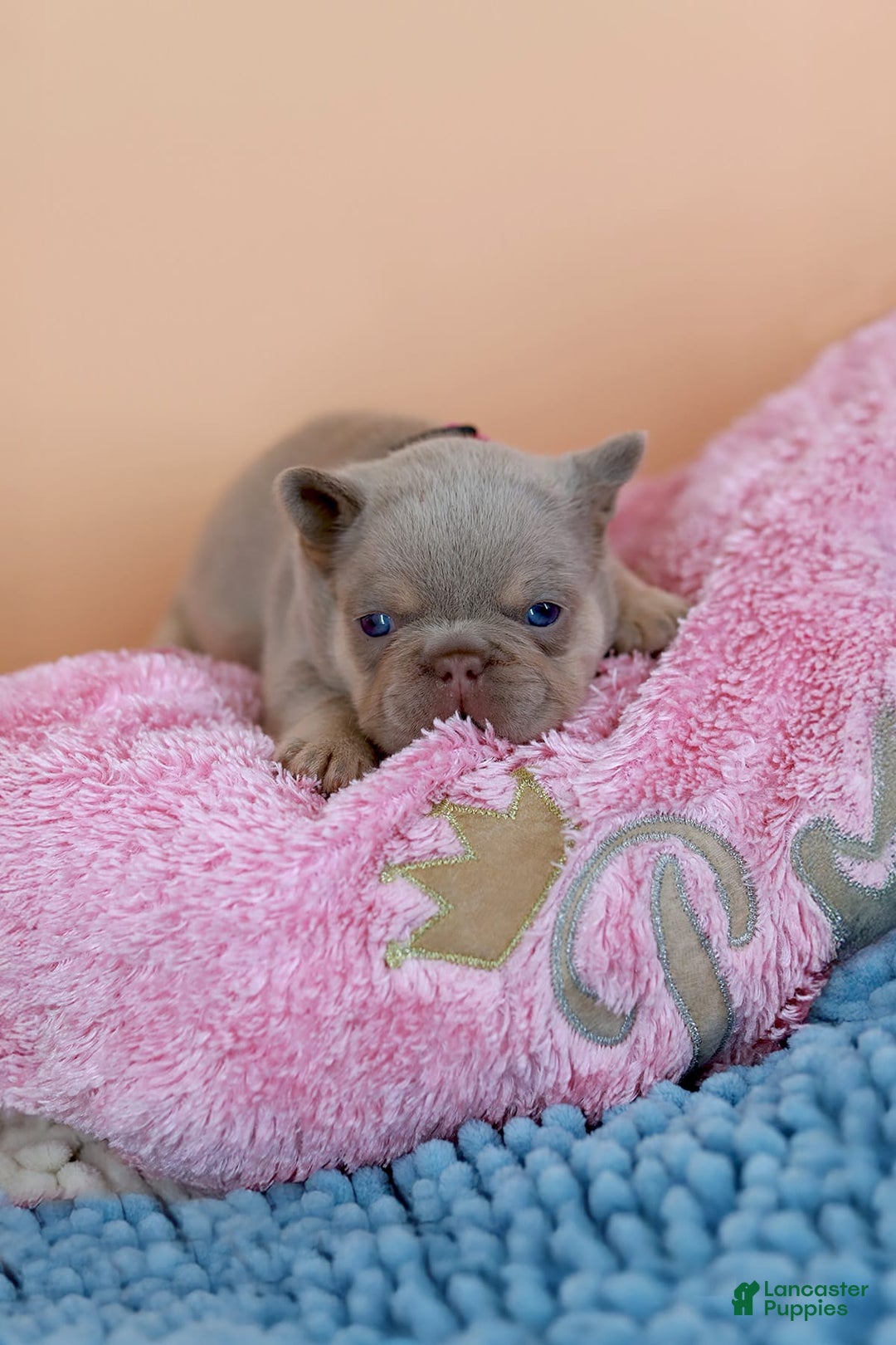 French Bulldog dogs for sale: Denise - Image 5