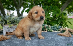 Golden Retriever dogs for sale: Lila - Image 2