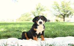 Greater Swiss Mountain Dog dogs for sale: Cash - Image 12