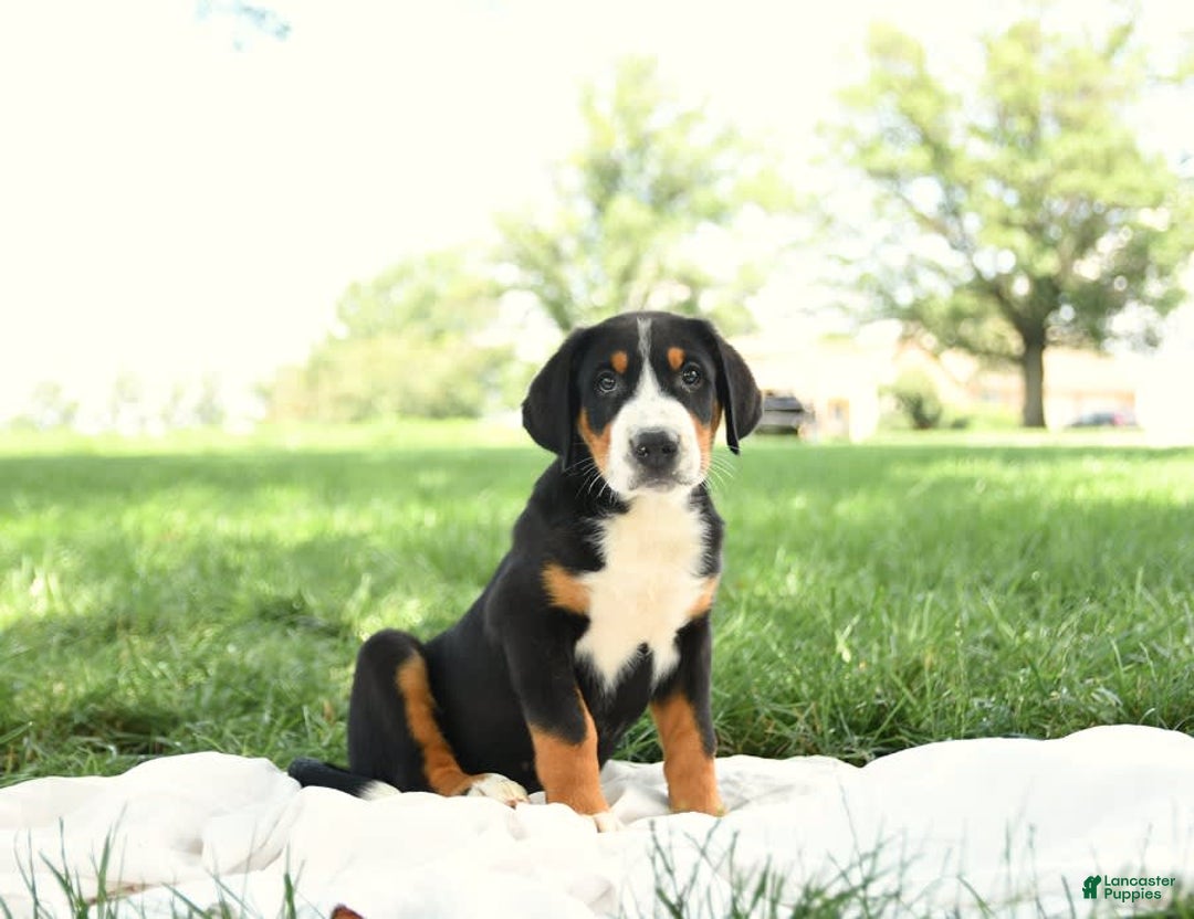 Greater Swiss Mountain Dog dogs for sale: Cash - Image 12