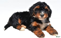 Mini Bernedoodle dogs for sale: Roxie - Image 4