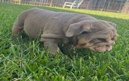 English Bulldog dogs for sale: Kolyac - Image 3