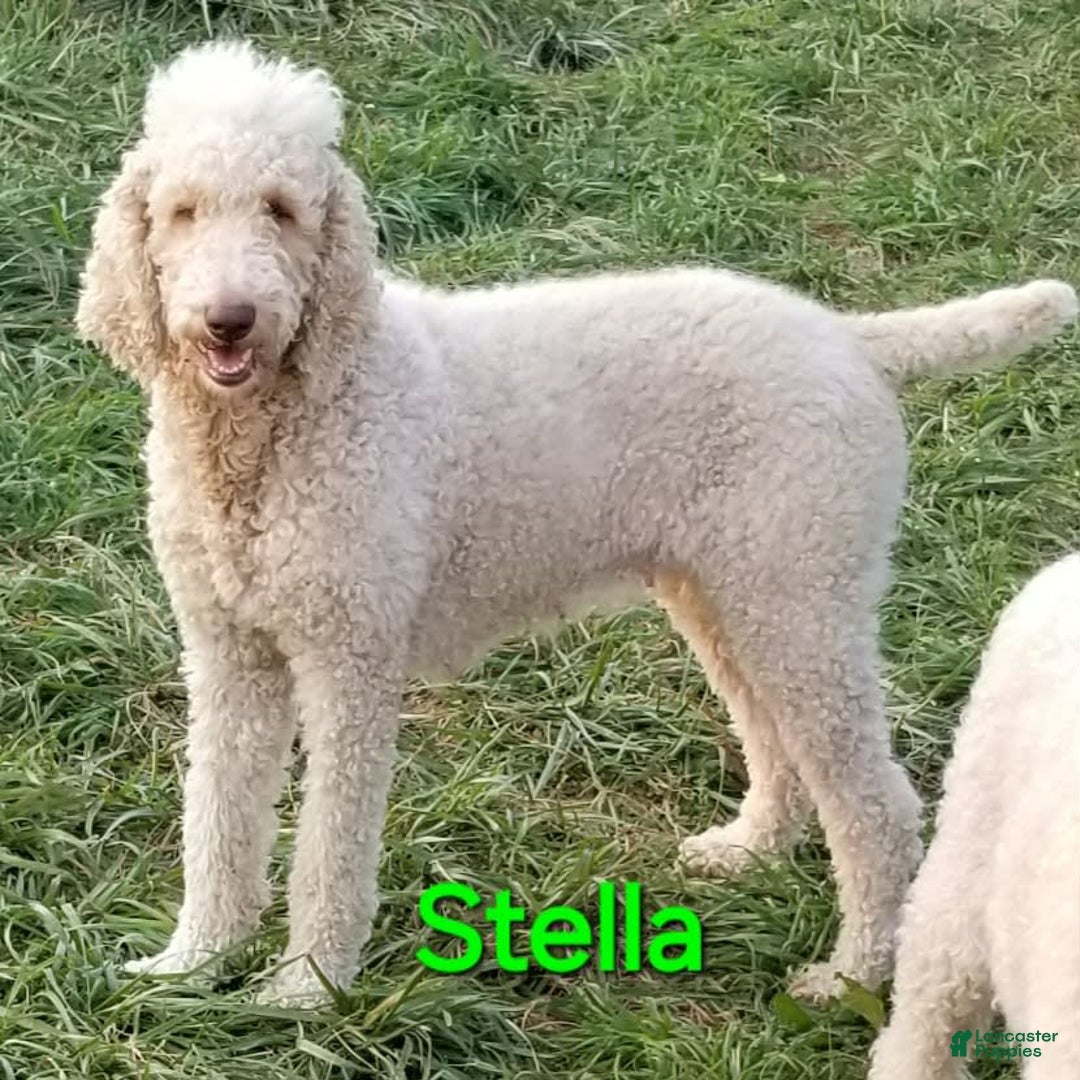 Great Pyrenees dogs for sale: Pyredoodle Fb - Image 21