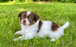 Chihuahua dogs for sale: Tat - Image 10