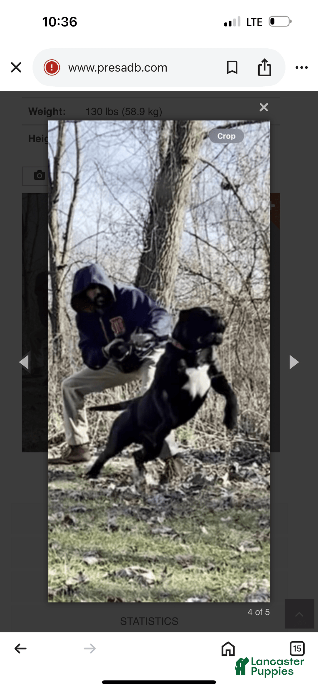 Presa Canario dogs for sale: White Boots - Image 8