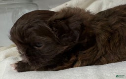 Shih Tzu dogs for sale: Kaylee - Image 32