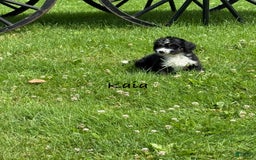 Bernedoodle dogs for sale: Kaia - Image 5