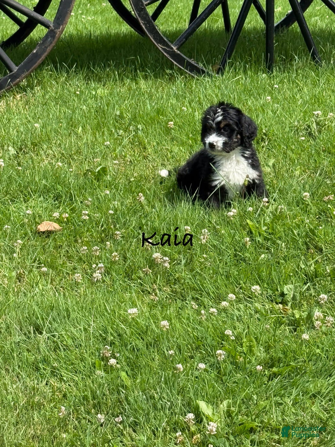 Bernedoodle dogs for sale: Kaia - Image 5
