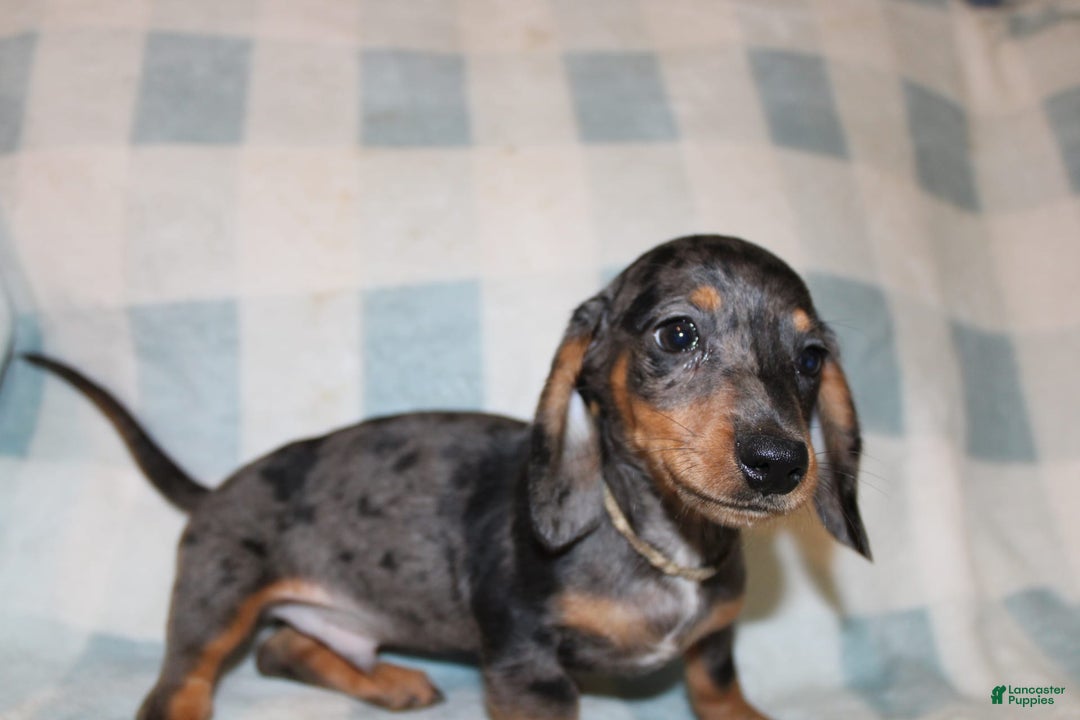 Miniature Dachshund dogs for sale: Teddy Mini - Image 2
